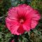 Fleur d'hibiscus rose foncé en gros plan.